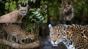 Hunting High And Low Helps Four Wild Cat&hellip;
