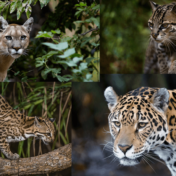 Hunting High And Low Helps Four Wild Cat&hellip;