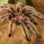 Meet The Rose Hair Tarantula: Pink, Predatory, And Popular As A Pet
