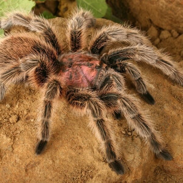 Meet The Rose Hair Tarantula: Pink, Predatory, And&hellip;