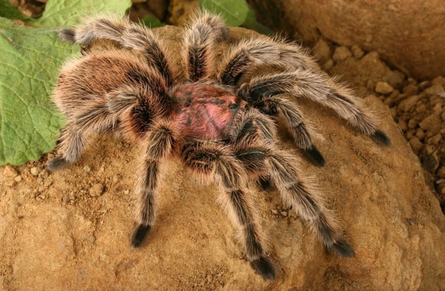 Meet The Rose Hair Tarantula: Pink, Predatory, And Popular As A Pet