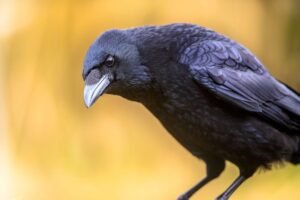 Crows Can Hold A Grudge Way Longer Than&hellip;