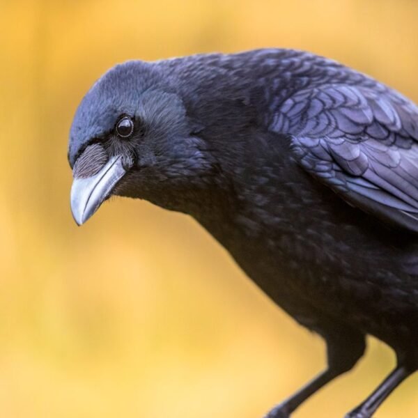 Crows Can Hold A Grudge Way Longer Than&hellip;