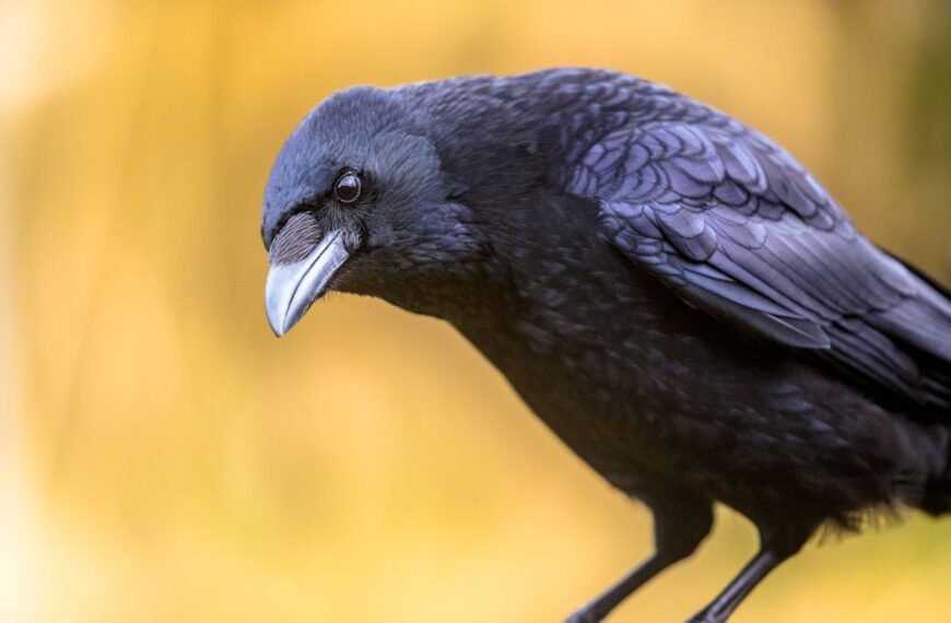 Crows Can Hold A Grudge Way Longer Than You Can