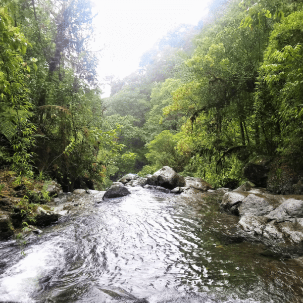 Jaguars, Disease, And Guns: The Darién Gap Is&hellip;