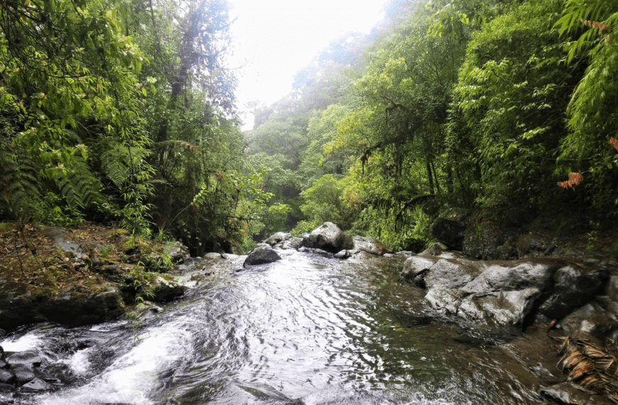 Jaguars, Disease, And Guns: The Darién Gap Is One Of Planet Earth’s Last Ungovernable Frontiers