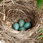 “It Was A Huge Surprise”: Dinosaur Eggs Were Speckled And Colorful, Just Like Birds’ Eggs