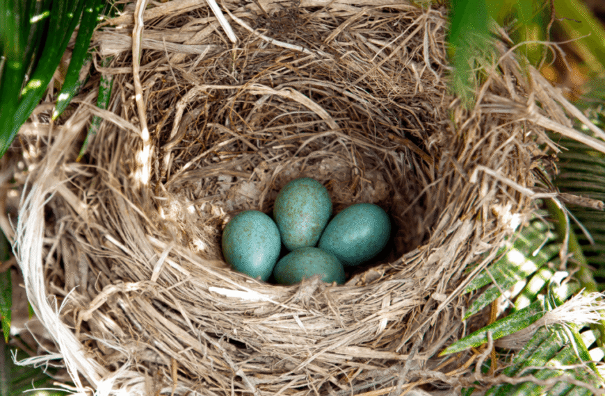 “It Was A Huge Surprise”: Dinosaur Eggs Were Speckled And Colorful, Just Like Birds’ Eggs