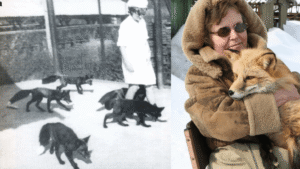 Why Can’t You Domesticate All Wild Animals? The&hellip;