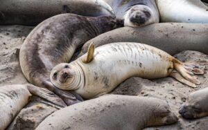 After Killing Half Of South Georgia’s Elephant Seals,&hellip;