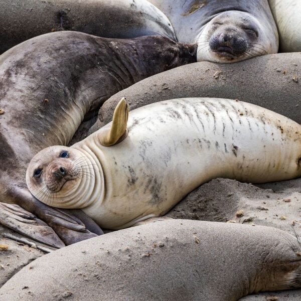 After Killing Half Of South Georgia’s Elephant Seals,&hellip;