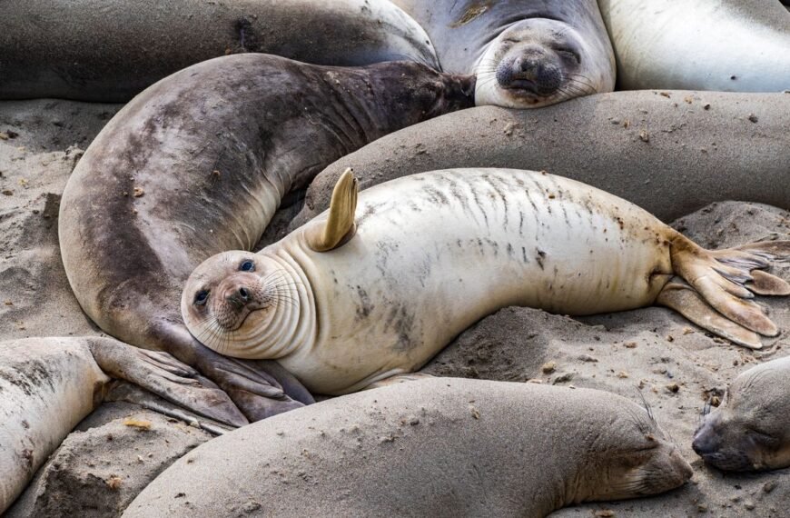 After Killing Half Of South Georgia’s Elephant Seals, Avian Flu Reaches Remote Island In The Indian Ocean