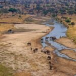 Why Does Africa Have So Many Of The World’s Largest Land Animals?