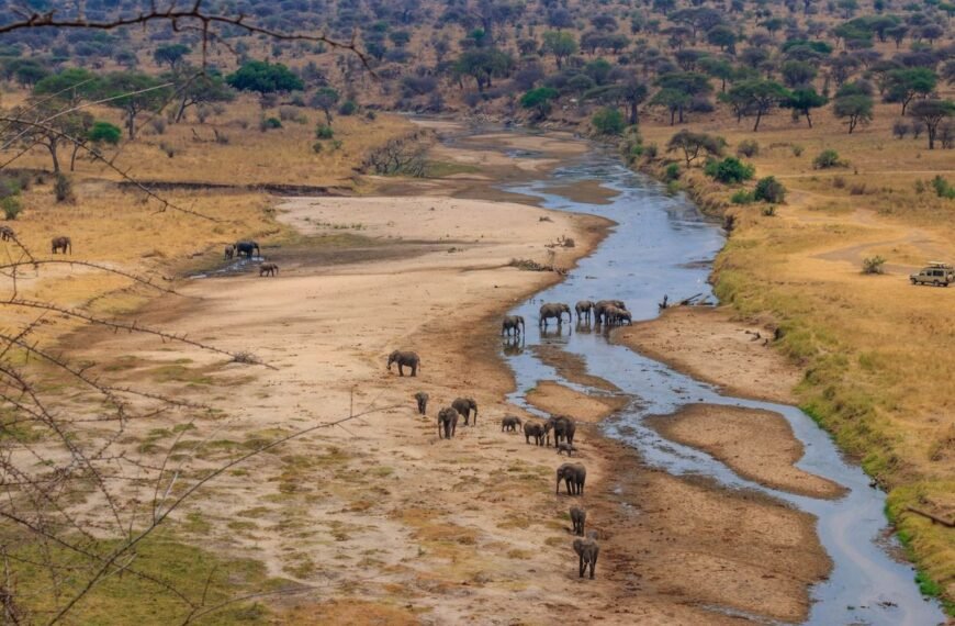 Why Does Africa Have So Many Of The World’s Largest Land Animals?