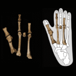 Fossil Foot Shows Lucy Shared Space With Another Hominin Who Might Be Our True Ancestor