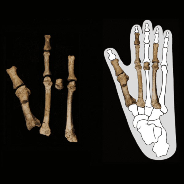 Fossil Foot Shows Lucy Shared Space With Another&hellip;