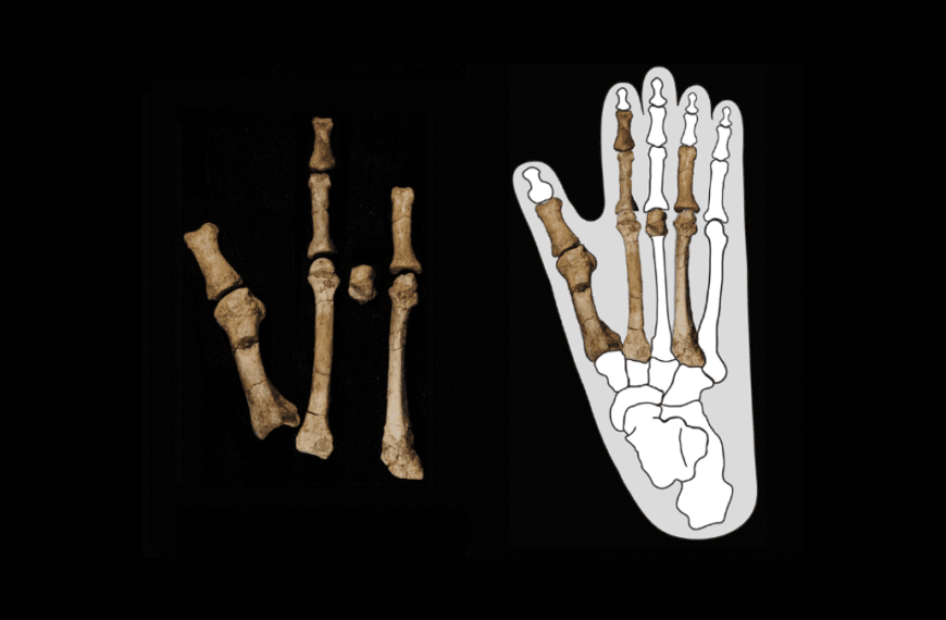 Fossil Foot Shows Lucy Shared Space With Another Hominin Who Might Be Our True Ancestor