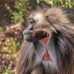 Gelada Mothers Fake Fertility To Save Their Babies From Infanticidal Males