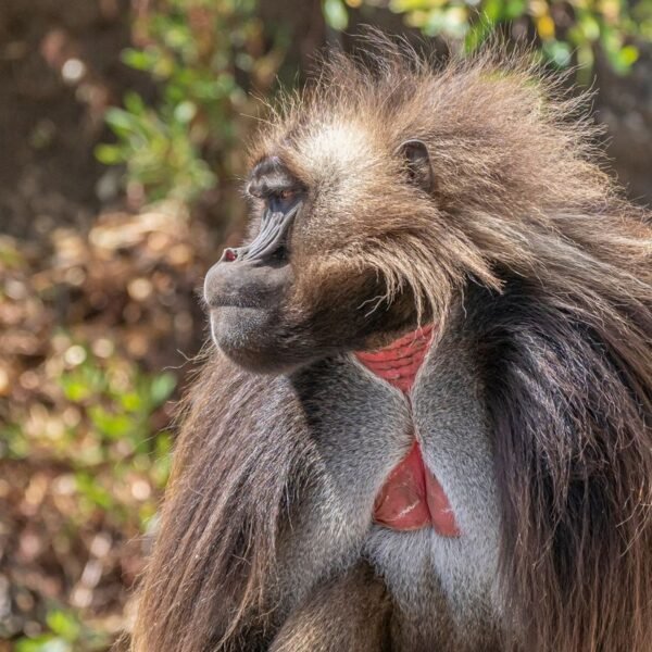 Gelada Mothers Fake Fertility To Save Their Babies&hellip;