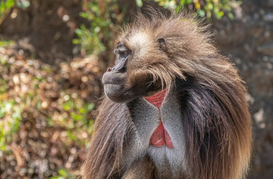 Gelada Mothers Fake Fertility To Save Their Babies From Infanticidal Males