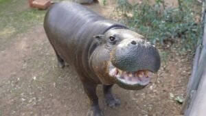 World’s Oldest Pygmy Hippo, Hannah Shirley, Celebrates 52nd&hellip;