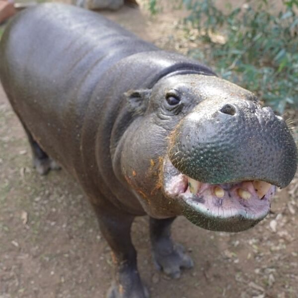World’s Oldest Pygmy Hippo, Hannah Shirley, Celebrates 52nd&hellip;