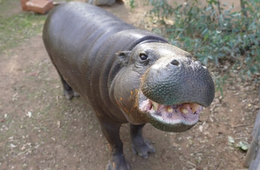 World’s Oldest Pygmy Hippo, Hannah Shirley, Celebrates 52nd Birthday With “Hungry Hungry Hippos”-Themed Party