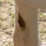 What Is A Horse Chestnut? A Crusty Remnant Of Evolution (That People Like To Feed Their Dogs)