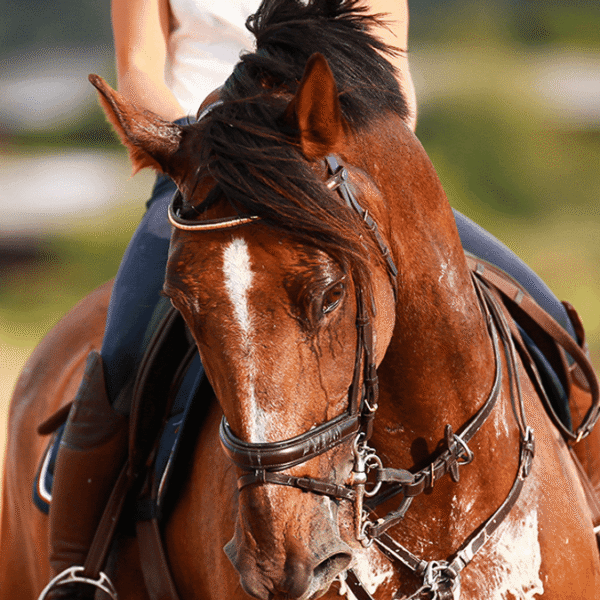 People Are Not Happy After Learning How Horses&hellip;