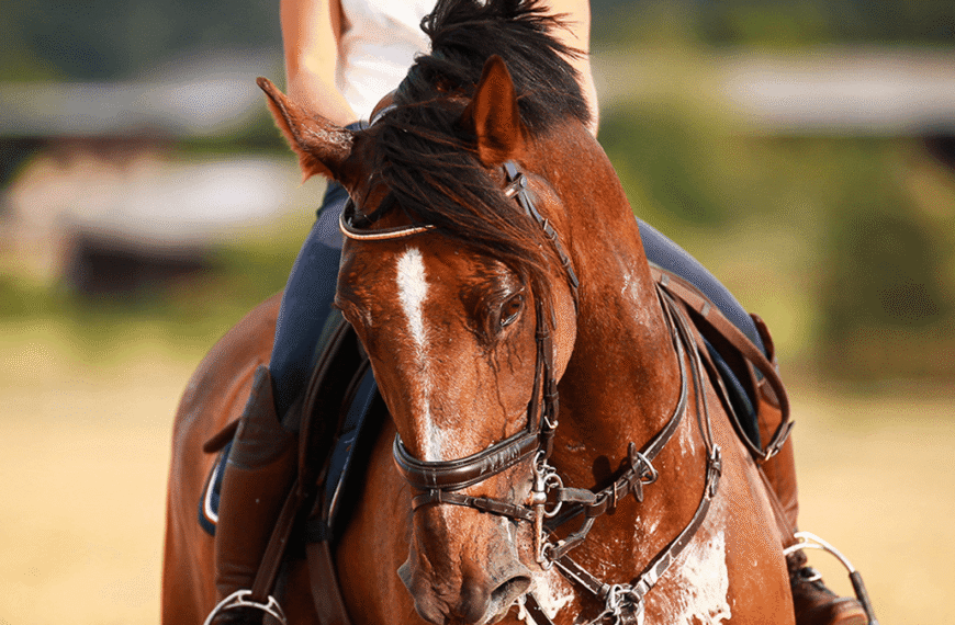 People Are Not Happy After Learning How Horses Sweat