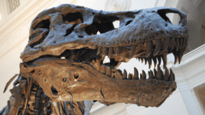 How Many Teeth Did T. Rex Have?