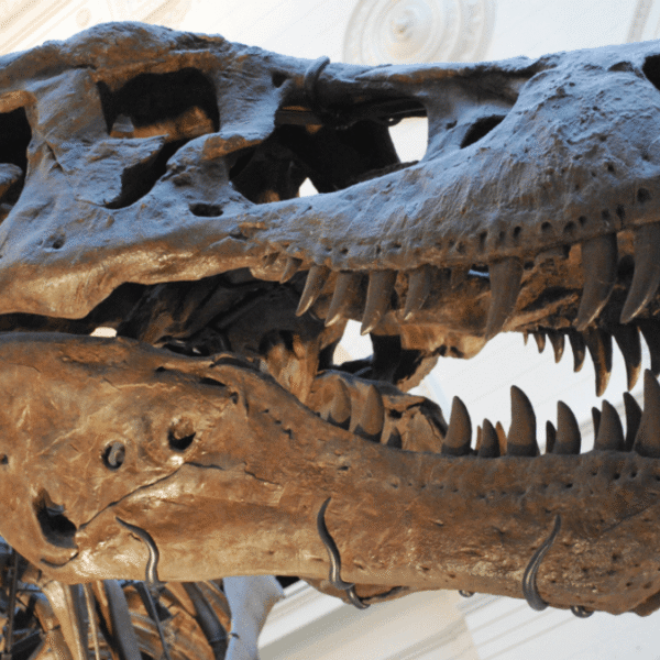 How Many Teeth Did T. Rex Have?