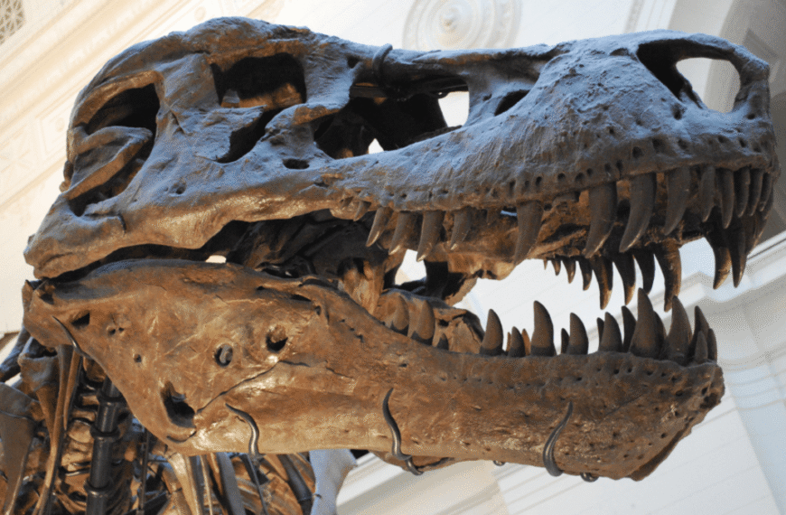 How Many Teeth Did T. Rex Have?