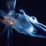 Icefish Live In Sub-Zero Antarctic Waters, So Why Don’t They Freeze?