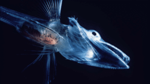 Icefish Live In Sub-Zero Antarctic Waters, So Why&hellip;