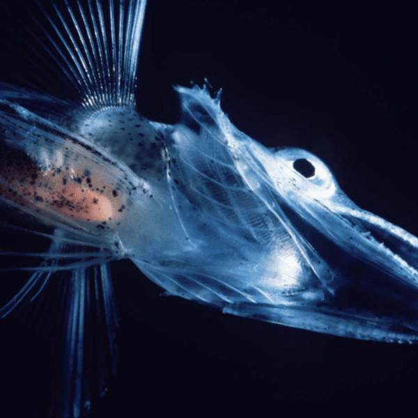 Icefish Live In Sub-Zero Antarctic Waters, So Why&hellip;