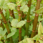 People Are Just Now Learning The Difference Between Plants And Weeds