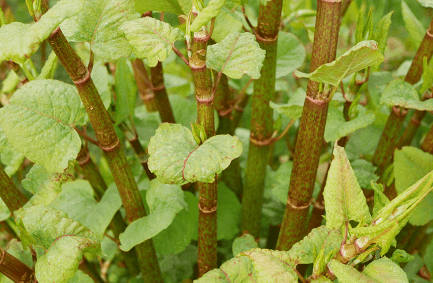 People Are Just Now Learning The Difference Between Plants And Weeds