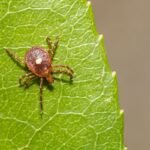 “Sudden Unexplained Death” In US Turns Out To Be World’s First Confirmed Death From Tick-Spread “Meat Allergy”
