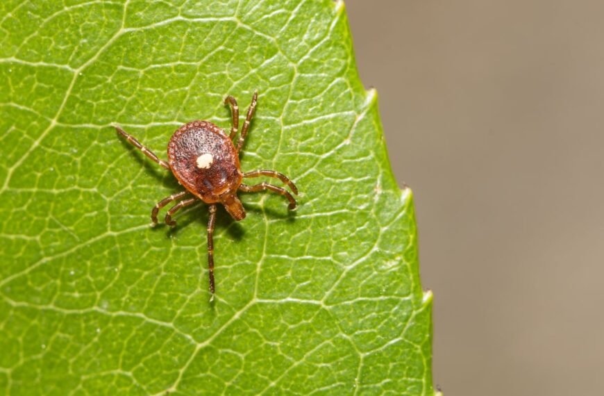 “Sudden Unexplained Death” In US Turns Out To Be World’s First Confirmed Death From Tick-Spread “Meat Allergy”