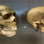 We Now Know Why Neanderthal Faces Looked So Different To Our Own