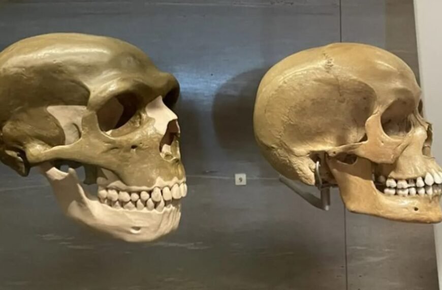 We Now Know Why Neanderthal Faces Looked So Different To Our Own