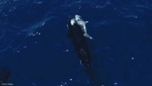 Watch Orcas Use “Tonic Immobility” To Suck An&hellip;