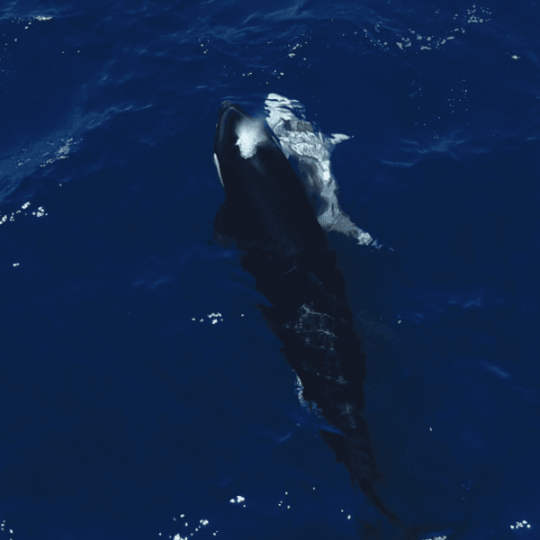 Watch Orcas Use “Tonic Immobility” To Suck An&hellip;