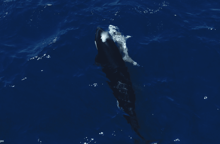 Watch Orcas Use “Tonic Immobility” To Suck An Enormous Liver Out Of The World’s Deadliest Shark