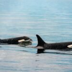 A Killer Whale Birth Has Been Captured On Camera In The Wild For The First Time