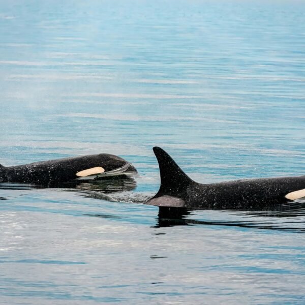 A Killer Whale Birth Has Been Captured On&hellip;
