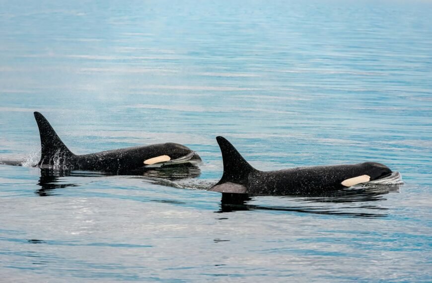 A Killer Whale Birth Has Been Captured On Camera In The Wild For The First Time