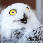 We Regret To Inform You If You Look Through An Owl’s Ears You Can See Its Eyes