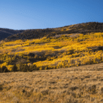 “Beautiful And Interesting”: Listen To One Of The World’s Largest Living Organisms As It Eerily Rumbles